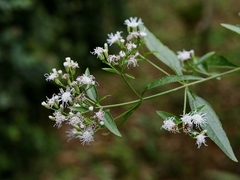 Chromolaena squalida