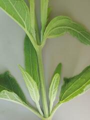 Aspilia mossambicensis