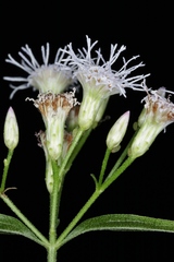 Chromolaena squalida