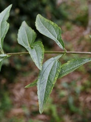 Chromolaena squalida