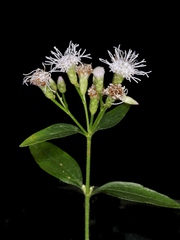 Chromolaena squalida