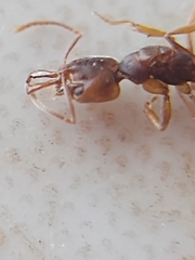 Anochetus