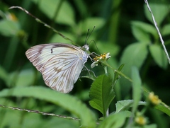 Ascia monuste orseis