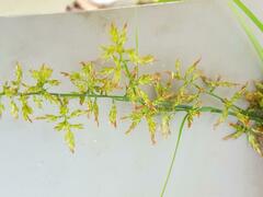 Carex spicatopaniculata