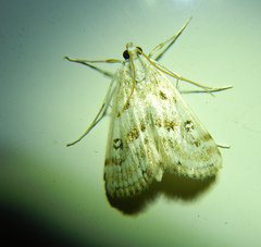 Parapoynx stratiotata