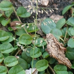 Eragrostis