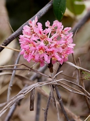 Pterandra pyroidea