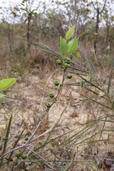 Psidium firmum