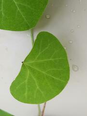 Cissampelos torulosa