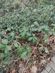 Rubus