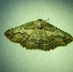 Menophra japygiaria