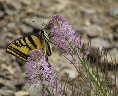 Thelypodium repandum