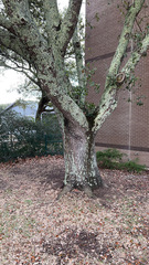 Quercus virginiana