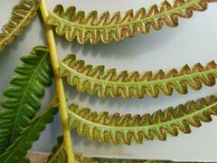 Cyclosorus interruptus