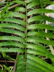 Cyclosorus interruptus