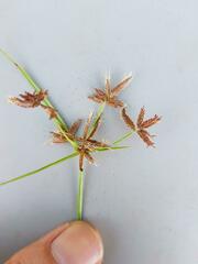 Cyperus mundii