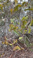 Smilax auriculata