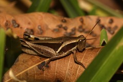 Phaeocatantops decoratus