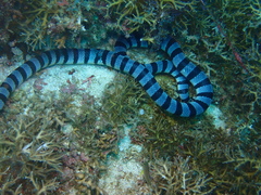 Laticauda laticaudata