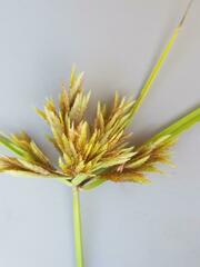 Cyperus polystachyos polystachyos