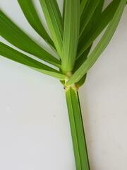 Cyperus sexangularis