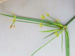 Cyperus sphaerospermus