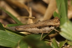 Morphacris fasciata