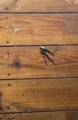 Stilpnochlora azteca