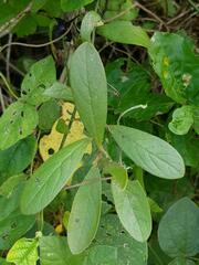 Diospyros lycioides lycioides