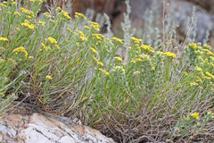 Artemisia inaequifolia