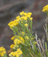 Artemisia inaequifolia