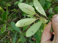 Diospyros lycioides lycioides