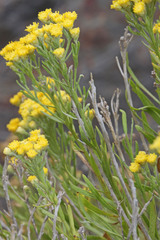 Artemisia inaequifolia