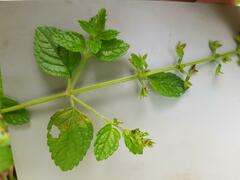 Endostemon obtusifolius