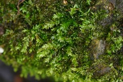 Rhynchostegium riparioides