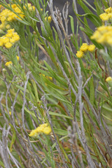Artemisia inaequifolia