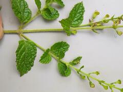 Endostemon obtusifolius