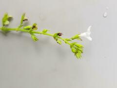 Endostemon obtusifolius