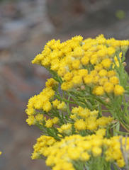 Artemisia inaequifolia