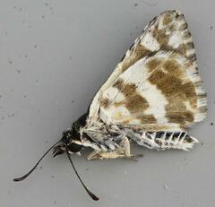 Ernsta dromus
