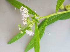 Ethulia conyzoides conyzoides