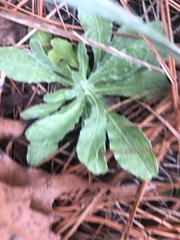 Chrysopsis gossypina