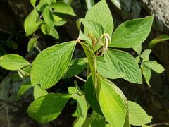 Flemingia grahamiana