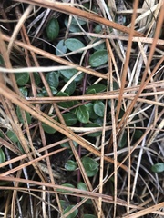 Vaccinium crassifolium