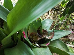 Neoregelia