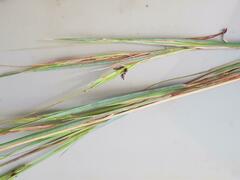 Hyperthelia dissoluta