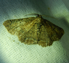 Menophra japygiaria