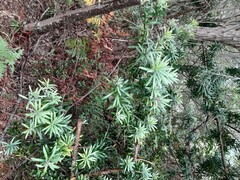Podocarpus