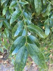 Jasminum multiflorum