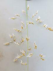 Melinis repens repens